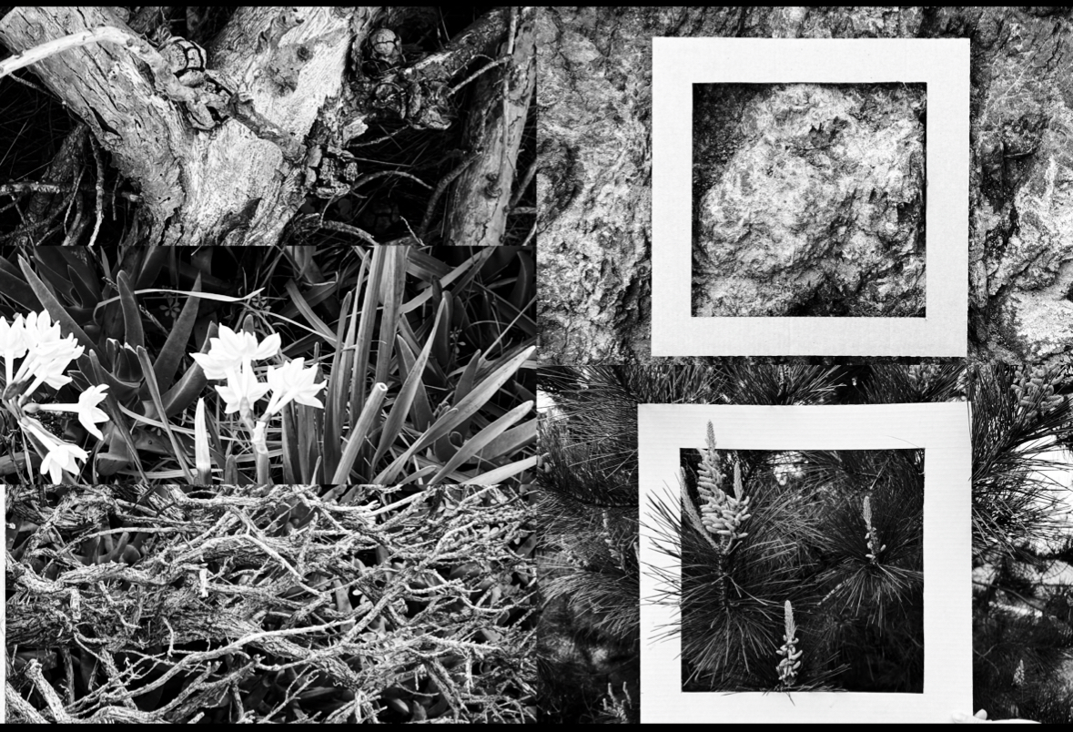 Black and white nature textures collage
